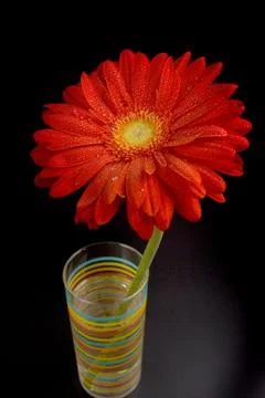 Red gerbera Stock Photos