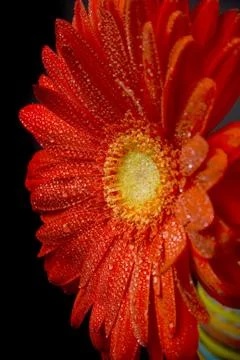 Red gerbera Stock Photos