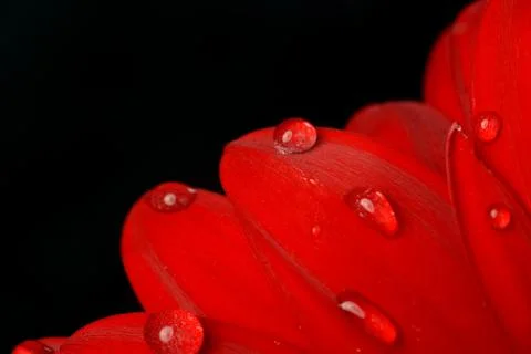 Red gerbera Stock Photos