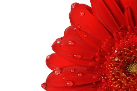 Red gerbera Stock Photos