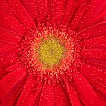 Red gerbera Stock Photos