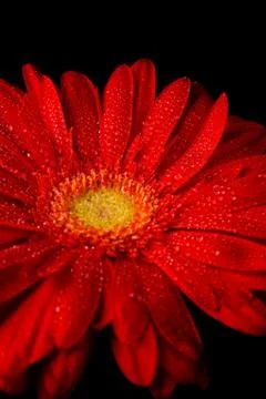 Red gerbera Stock Photos