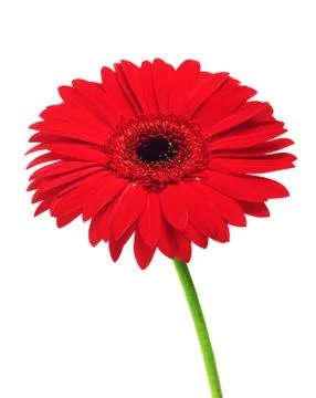 Red Gerbera Stock Photos