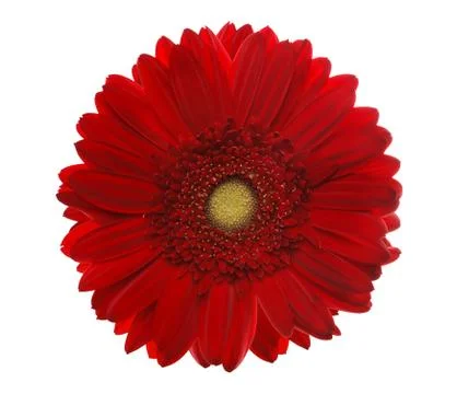 Red gerbera Stock Photos