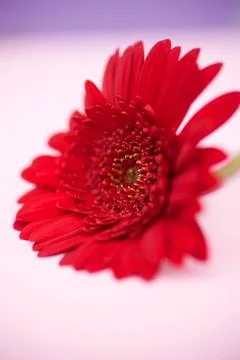 Red gerbera Stock Photos
