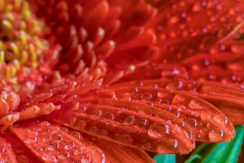 Red gerbera Foto stock