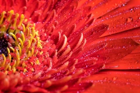 Red gerbera Stock Photos