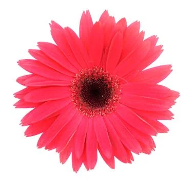 Red gerbera Stock Photos