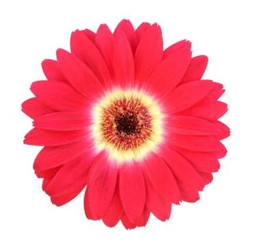 Red gerbera Stock Photos