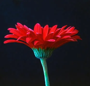 Red Gerbera Stock Photos