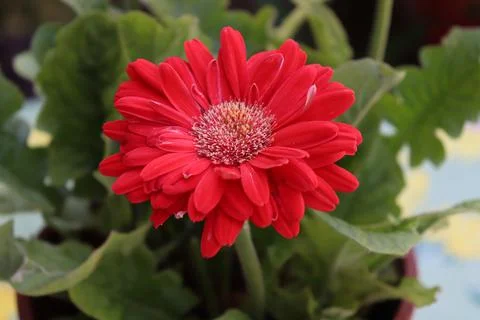 Red Gerbera Stock Photos