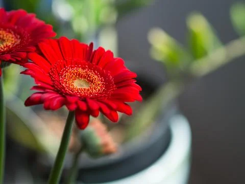 Red Gerbera Stock Photos
