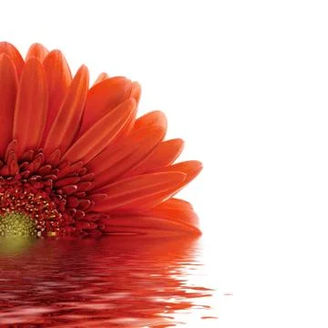 Red gerbera reflected in the water Stock Photos