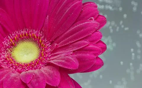 Red gerbera under air bubbles Stock Photos