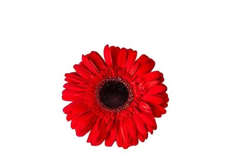 Red gerbera on a white background Stock Photos