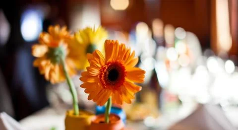 Red gerberas in can on a wedding table Stock Photos