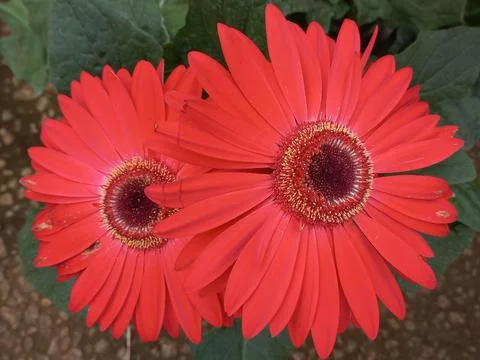 Red Gerberas in Focus Stock Photos