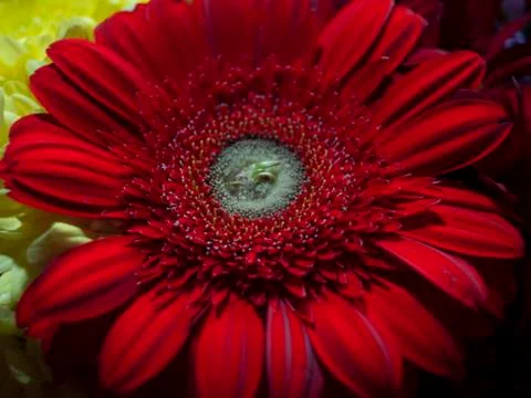 Red gerberas Stock Photos