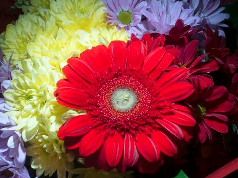 Red gerberas Stock Photos