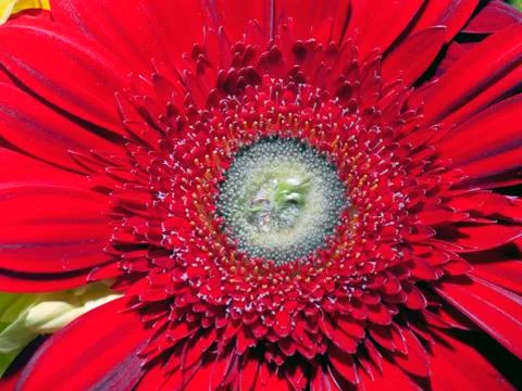 Red gerberas Stock Photos