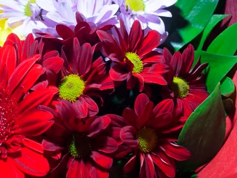 Red gerberas Stock Photos