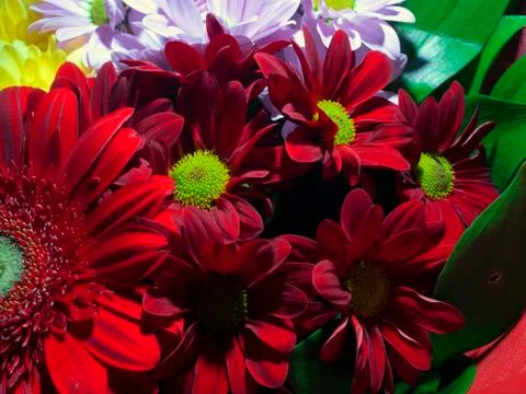 Red gerberas Stock Photos