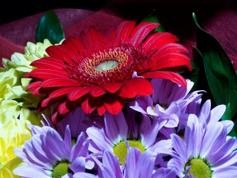 Red gerberas Stock Photos