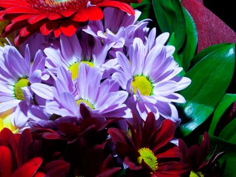 Red gerberas Stock Photos