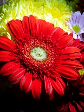 Red gerberas Stock Photos