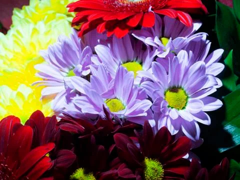 Red gerberas Stock Photos