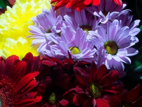Red gerberas Stock Photos