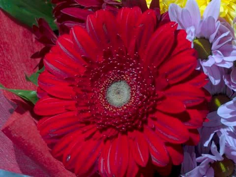 Red gerberas Stock Photos