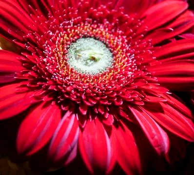 Red gerberas Stock Photos