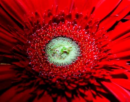Red gerberas Foto stock
