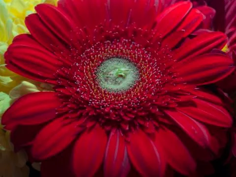 Red gerberas Stock Photos