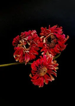 Red gerberas Photos