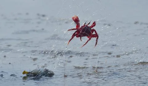 Red ghost crab in beach Stock Photos