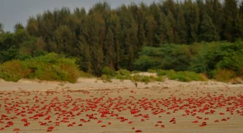 Red ghost crab in beach Stock Photos