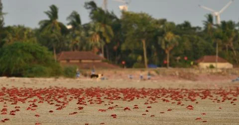 Red ghost crab in beach Stock Photos