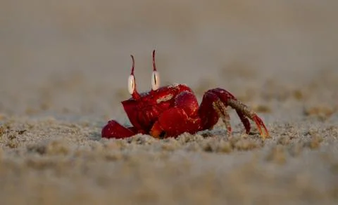 Red ghost crab in beach Foto stock