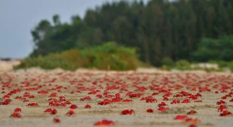 Red ghost crab in beach Stock-Fotos