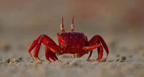 Red ghost crab in beach Stock Photos