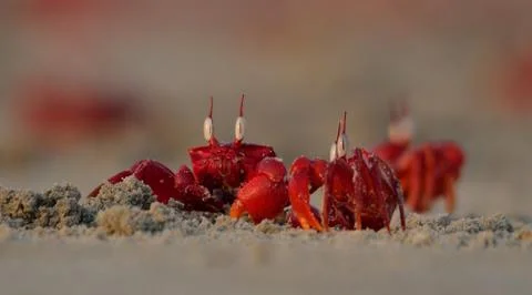 Red ghost crab in beach Stock Photos
