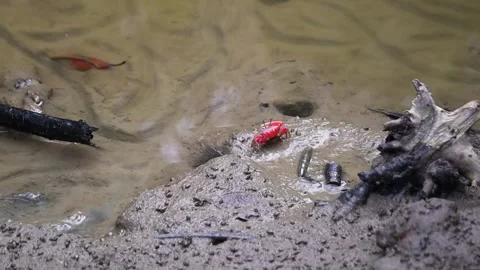 Red ghost crab moving slowly in muddy swamp water of mangrove forest search.. Video stock 252419033