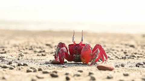 Red Ghost Crab Walking Across Sandy Beach in Daylight Stock Footage 239169890