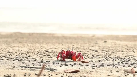 Red Ghost Crab Walking on Sandy Ocean Beach at Sunrise Stock Footage 239169939