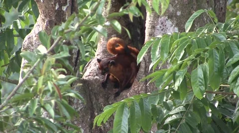 Red Giant Flying squirrel sitting in front of roosting hole looking around Stock Footage 56685966