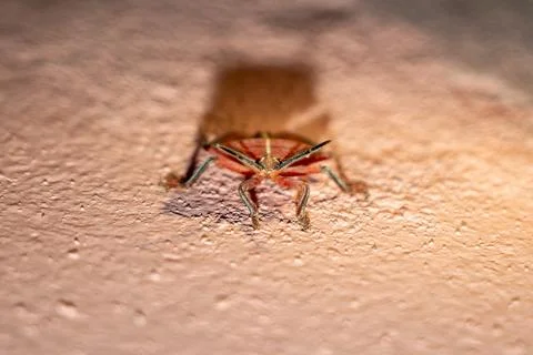 Red giant shield bug faces camera in close up. Stock Photos