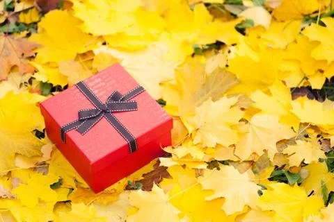 Red gift box with bow in yellow leaves Free Stock Photos