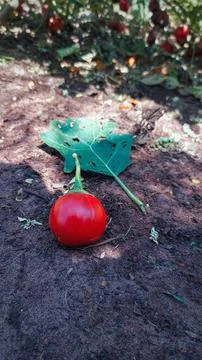 A red Gilot in an orchard. Stock Photos